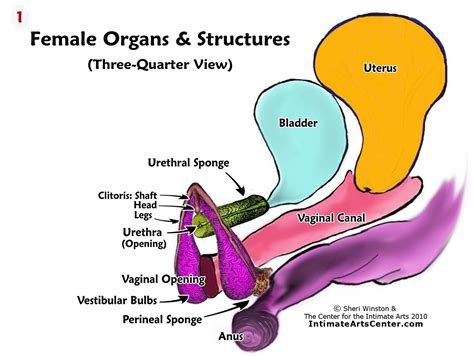 clitorise|Clitoris anatomy, purpose, and location (with a diagram) .